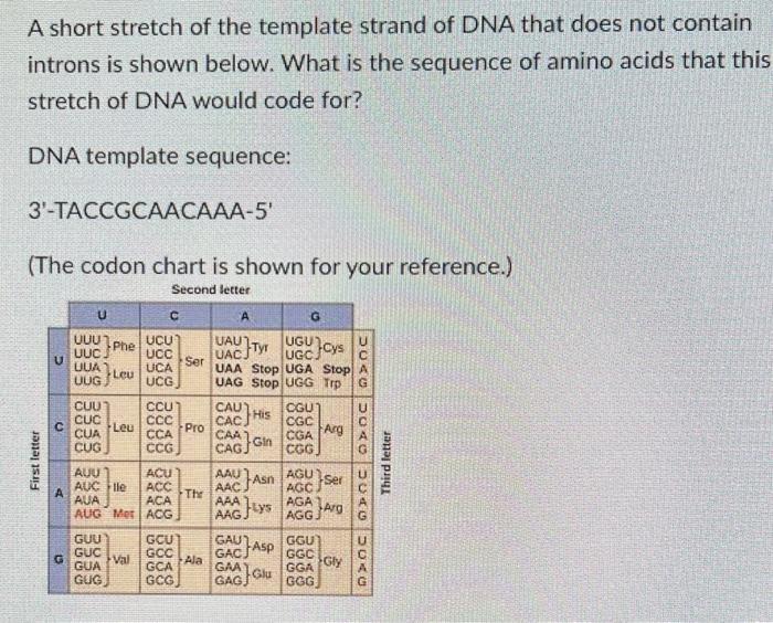 Solved A short stretch of the template strand of DNA that | Chegg.com
