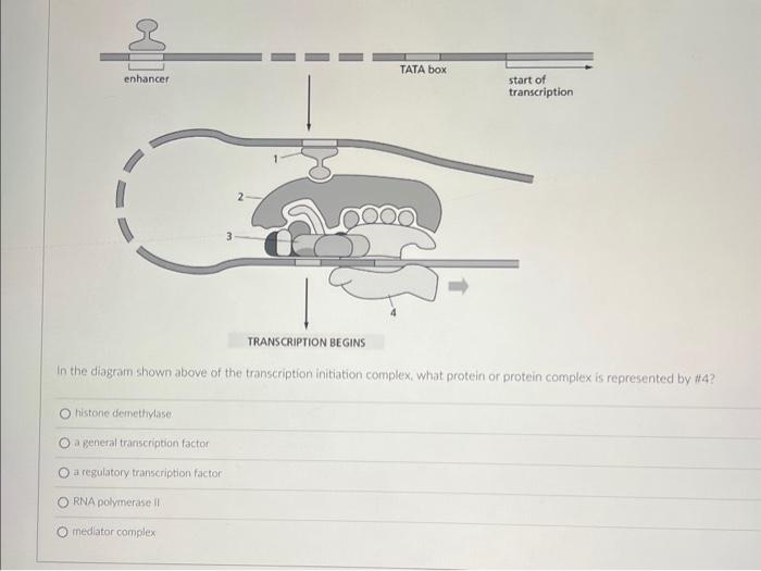 Solved In the diagram shown above of the transcription | Chegg.com