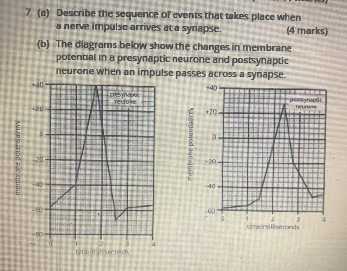 Solved 7 (a) Describe the sequence of events that takes | Chegg.com