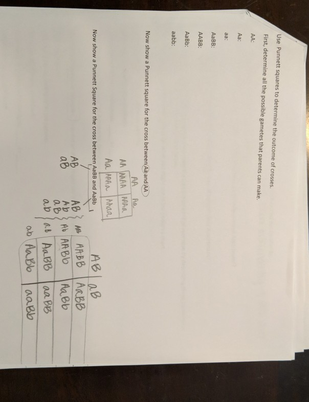 Solved Punnett squares to determine the outcome of crosses. | Chegg.com