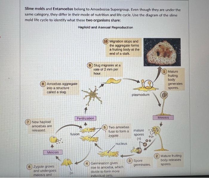 slime mold diagram