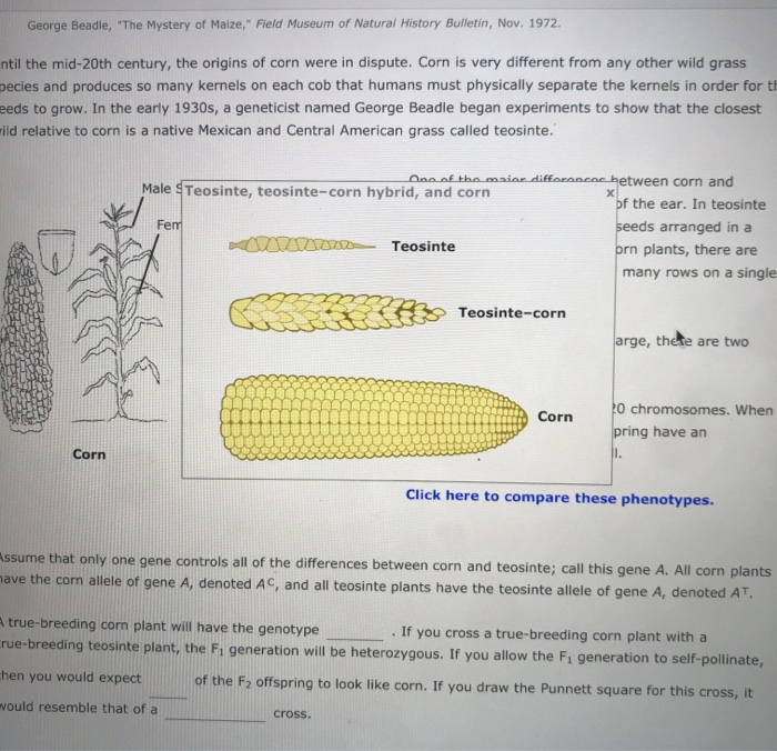 The Chromosomal Basis of Mendelian Inheritance Corn | Chegg.com