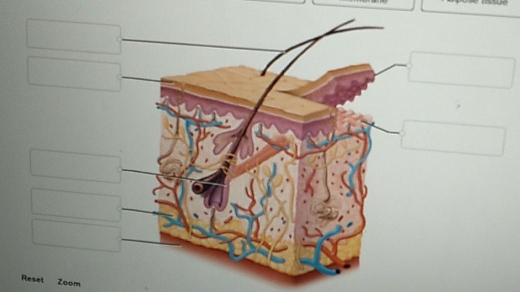 Solved Features of the Layers of the skin. Label the parts | Chegg.com
