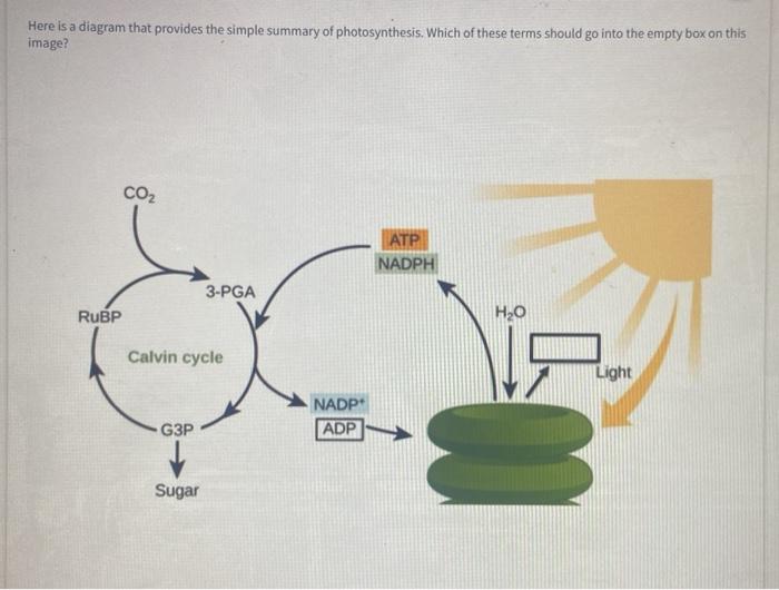 simple photosynthesis diagram