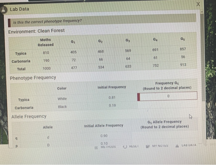 Solved Х À Lab Data Is this the correct phenotype frequency? | Chegg.com