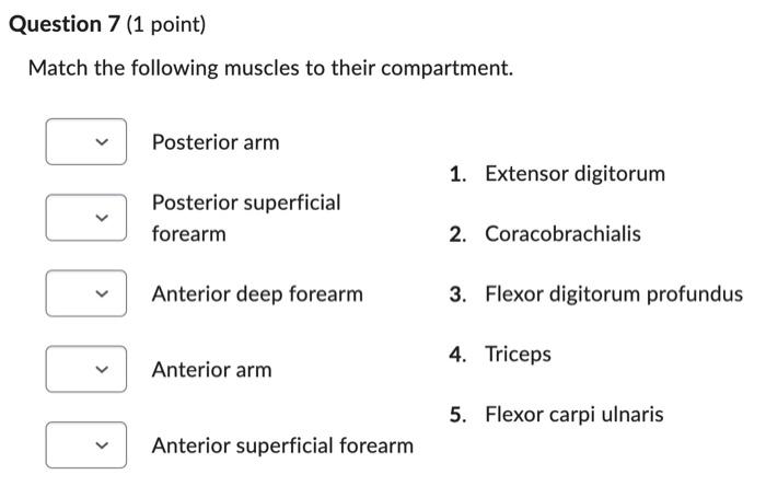 Solved Match The Following Muscles To Their Compartment. | Chegg.com