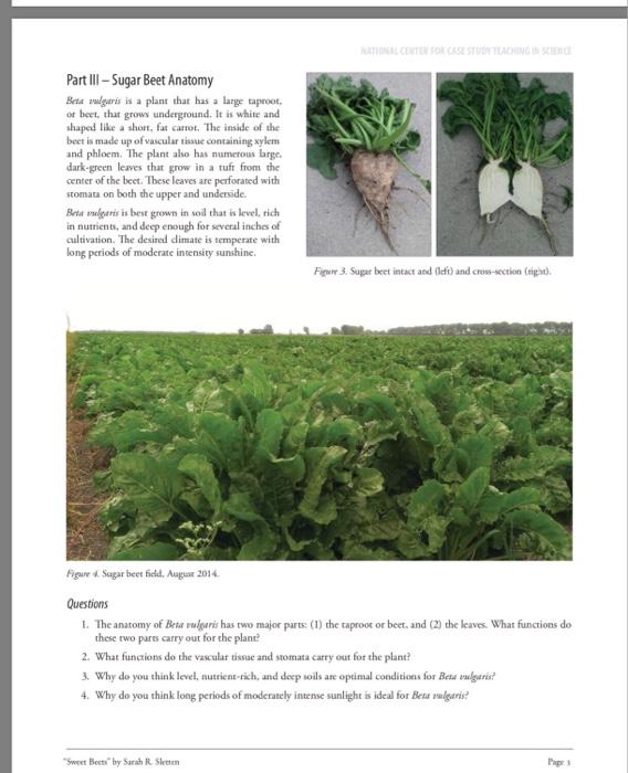 Solved TILL TOTELSTUNA Part III - Sugar Beet Anatomy Beta | Chegg.com