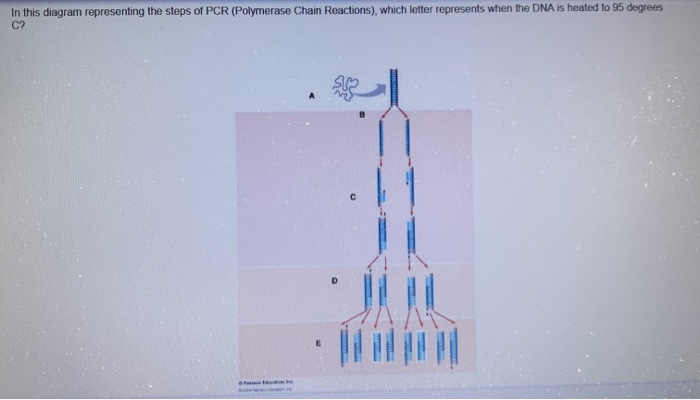 draw-a-neat-labelled-diagram-showing-steps-of-pcr-class-12-biology-cbse