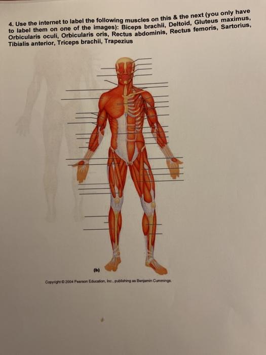 Solved 4. Use The Internet To Label The Following Muscles On | Chegg.com