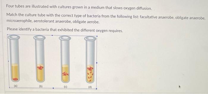 Four tubes are illustrated with cultures grown in a medium that slows oxygen diffusion.
Match the culture tube with the corre