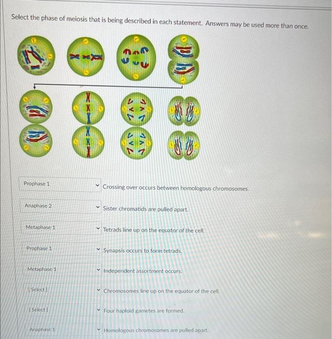 Solved Select the phase of meiosis that is being described | Chegg.com