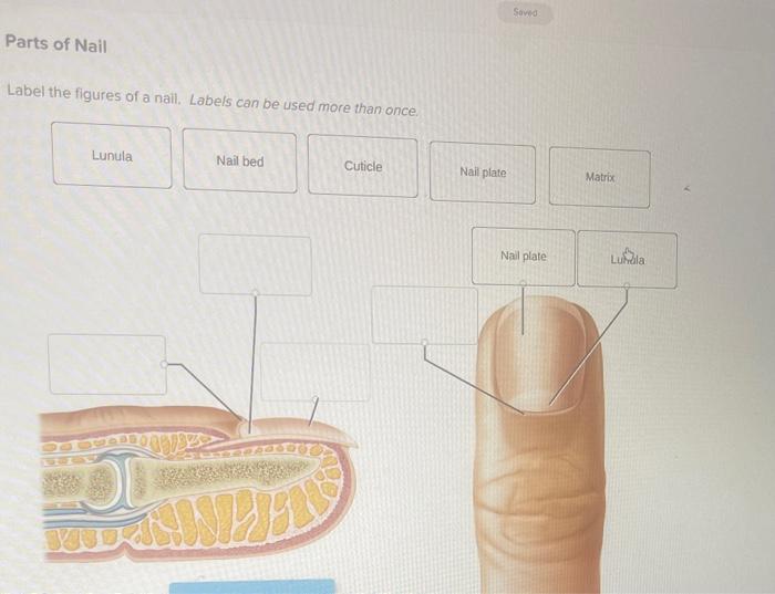 solved-label-the-figures-of-a-nail-labels-ran-h-chegg