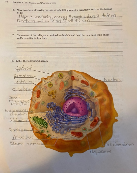 Solved 7. Choose two of the cells you examined in this lab, | Chegg.com