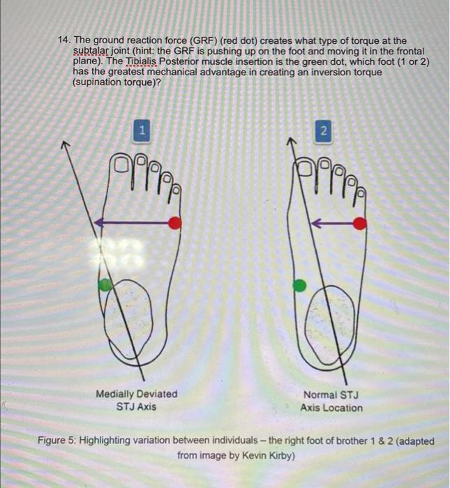 Solved 14. The ground reaction force (GRF) (red dot) creates | Chegg.com