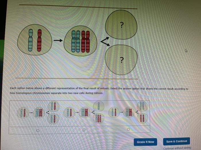 Solved The image shows two pairs of homologous chromosomes. | Chegg.com