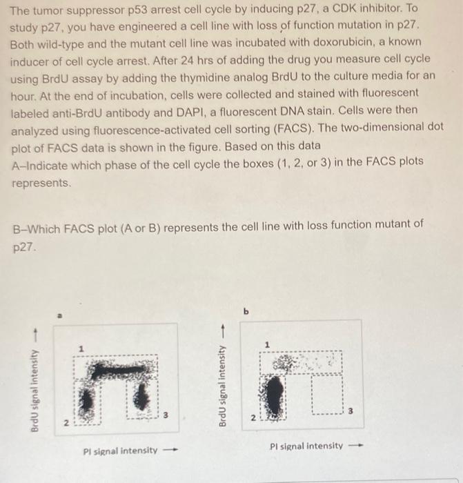 Solved The tumor suppressor p53 arrest cell cycle by | Chegg.com