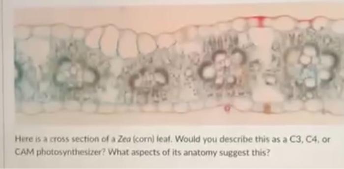 Solved Here is a cross section of a Zea (corn) leaf. Would | Chegg.com
