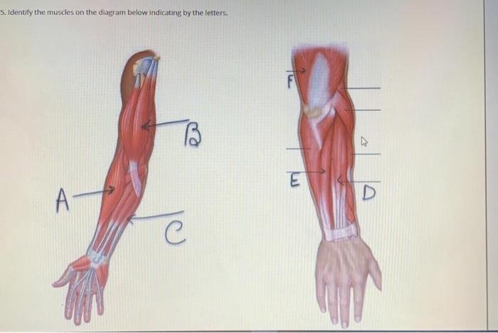5. Identify the muscles on the diagram below indicating by the letters. B E А — О C