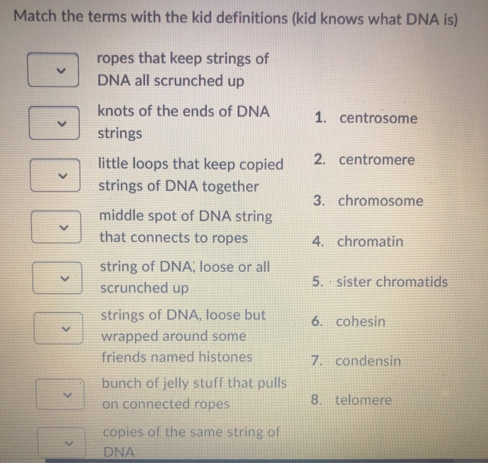 Solved Match the terms with the kid definitions (kid knows