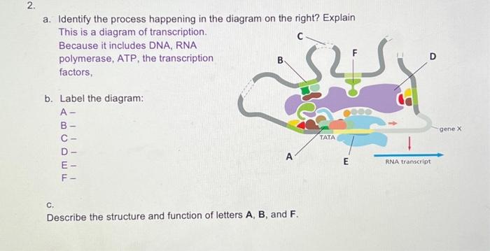 Solved 2. a. Identify the process happening in the diagram | Chegg.com