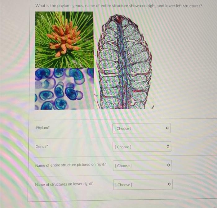 Solved What is the phylum, genus, name of entire structure