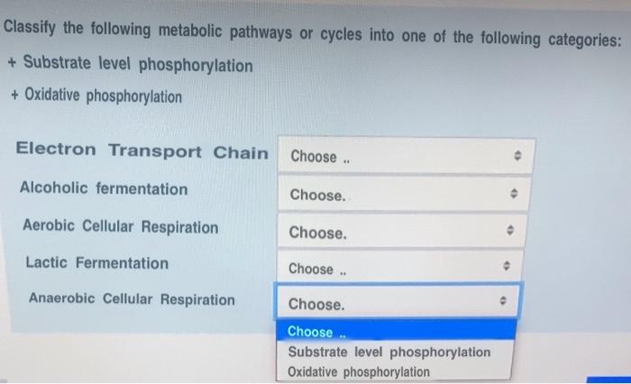 Classify the following metabolic pathways or cycles into one of the following categories: + Substrate level phosphorylation +
