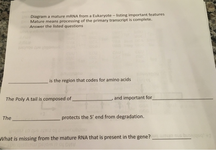 Solved Diagram a mature mRNA from a Eukaryote - listing | Chegg.com