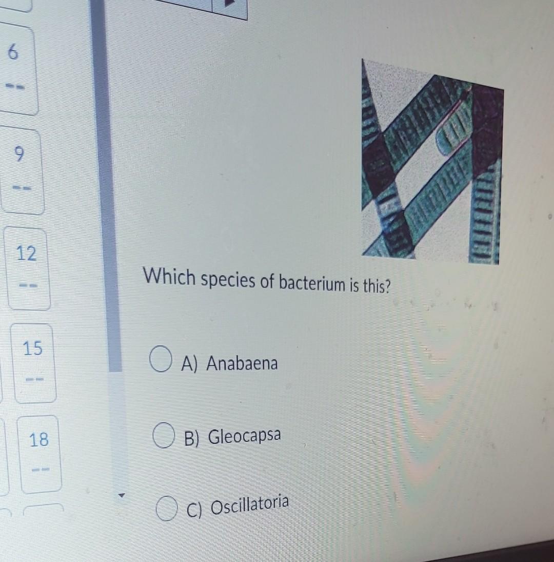 Solved What Is The Phylum Of A Pig? A) Chordata B) Animalia | Chegg.com