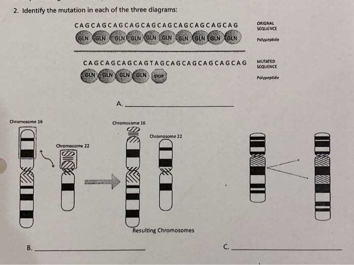 Solved 2. Identify the mutation in each of the three | Chegg.com