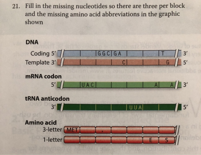 Solved 21. Fill in the missing nucleotides so there are