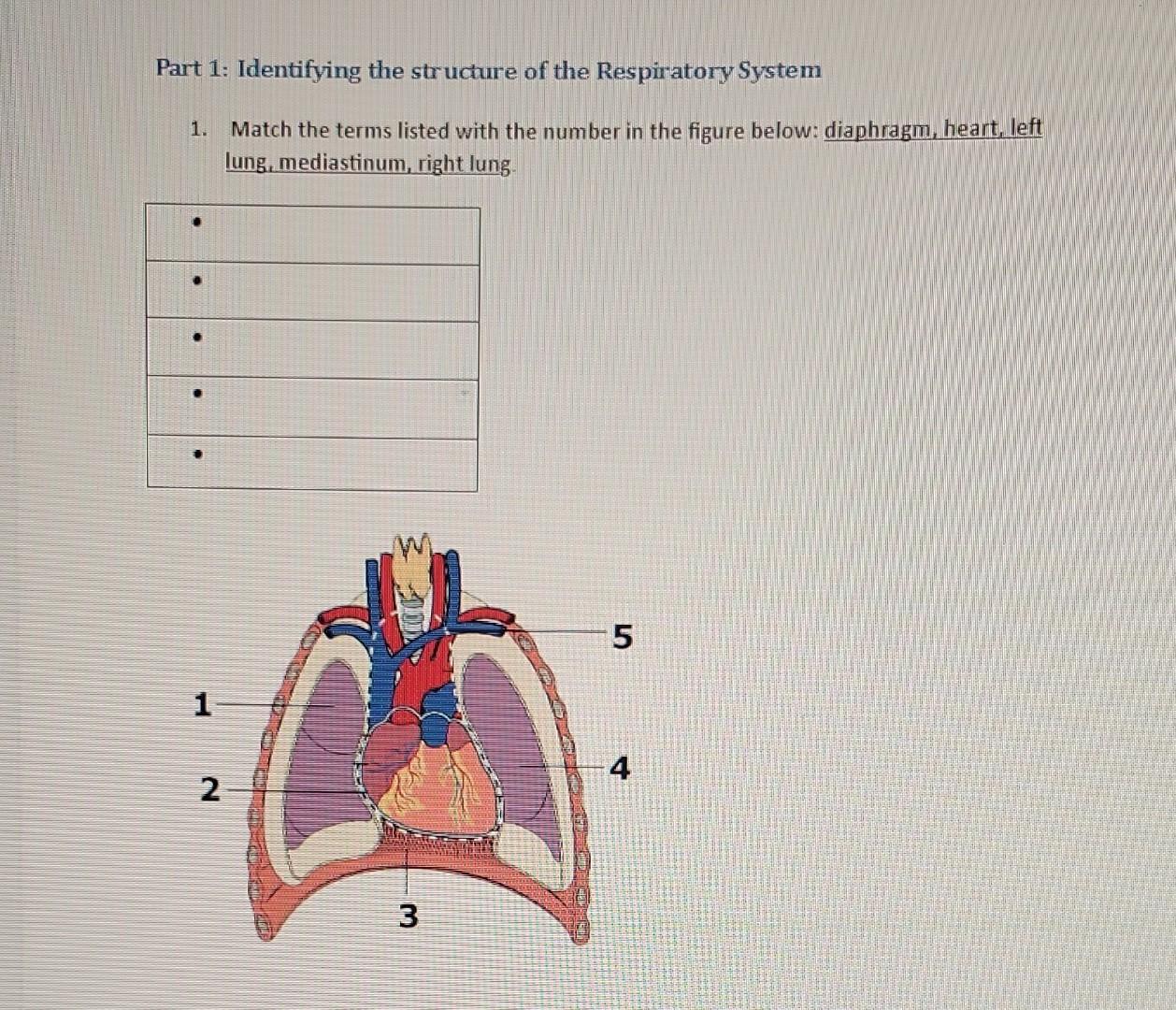 Solved Part 1: Identifying the structure of the Respiratory | Chegg.com