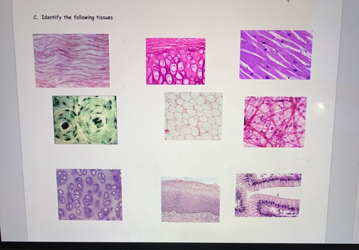 Solved C. Identify the following tissues | Chegg.com