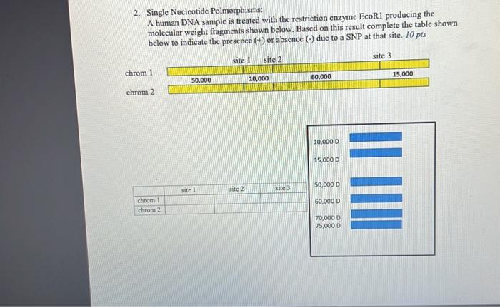 Solved 2. Single Nucleotide Polmorphisms: A human DNA sample | Chegg.com