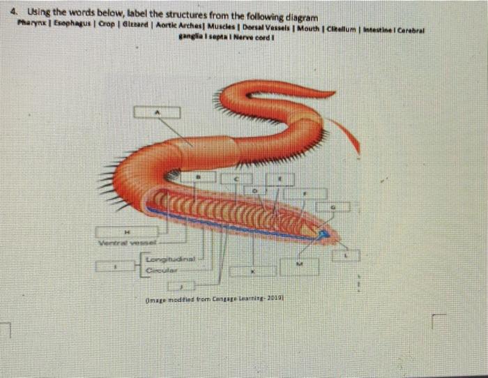 Solved Part 4: Earthworms 1 To what Phylum do earthworms | Chegg.com