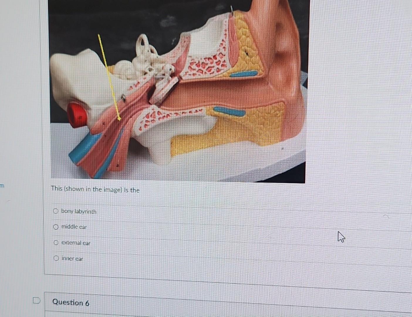 Solved This Shown In The Image Is The Bony Labyrinth Chegg Com   Image 