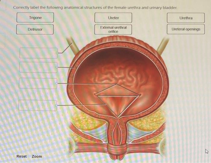Solved Correctly label the following anatomical structures | Chegg.com