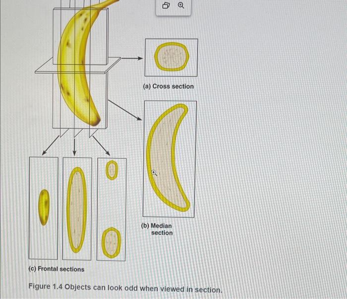 Figure \( 1.4 \) Objects can look odd when viewed in section.