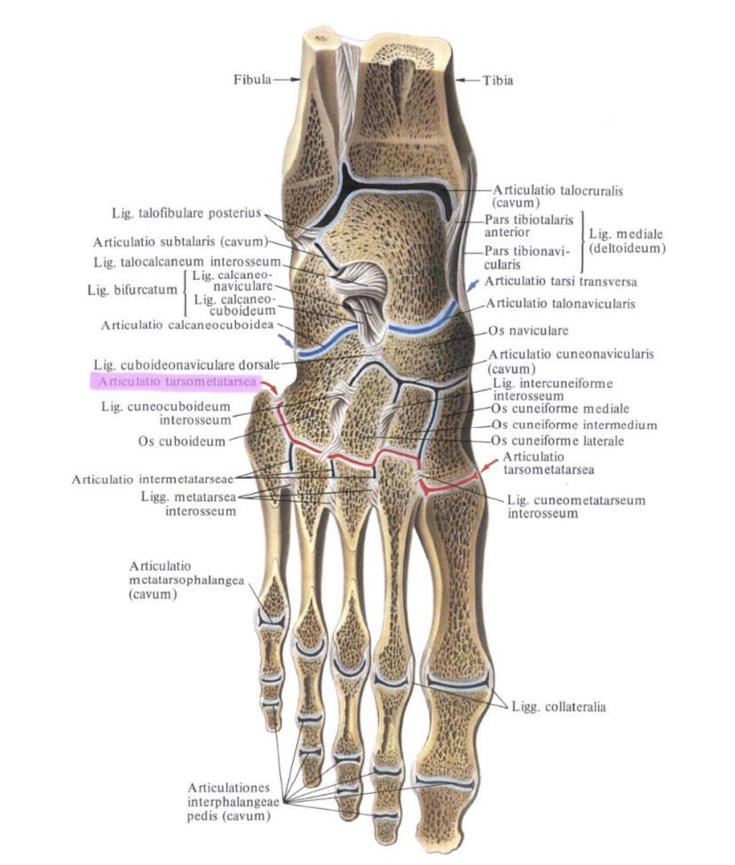 a csípőízületek deformáló artrózisa 2 3 fokkal