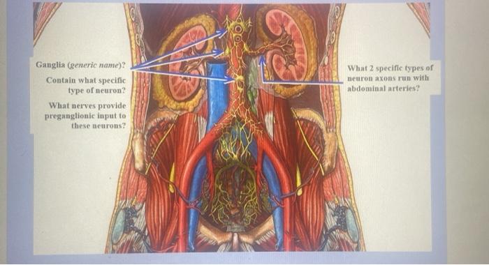 What 2 specific types of neuron axons run with abdominal arteries? Ganglia (generic name)? Contain what specific type of neur