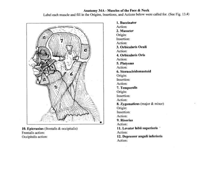 Solved Anatomy 34A Muscles of the Face Neck Label each Chegg