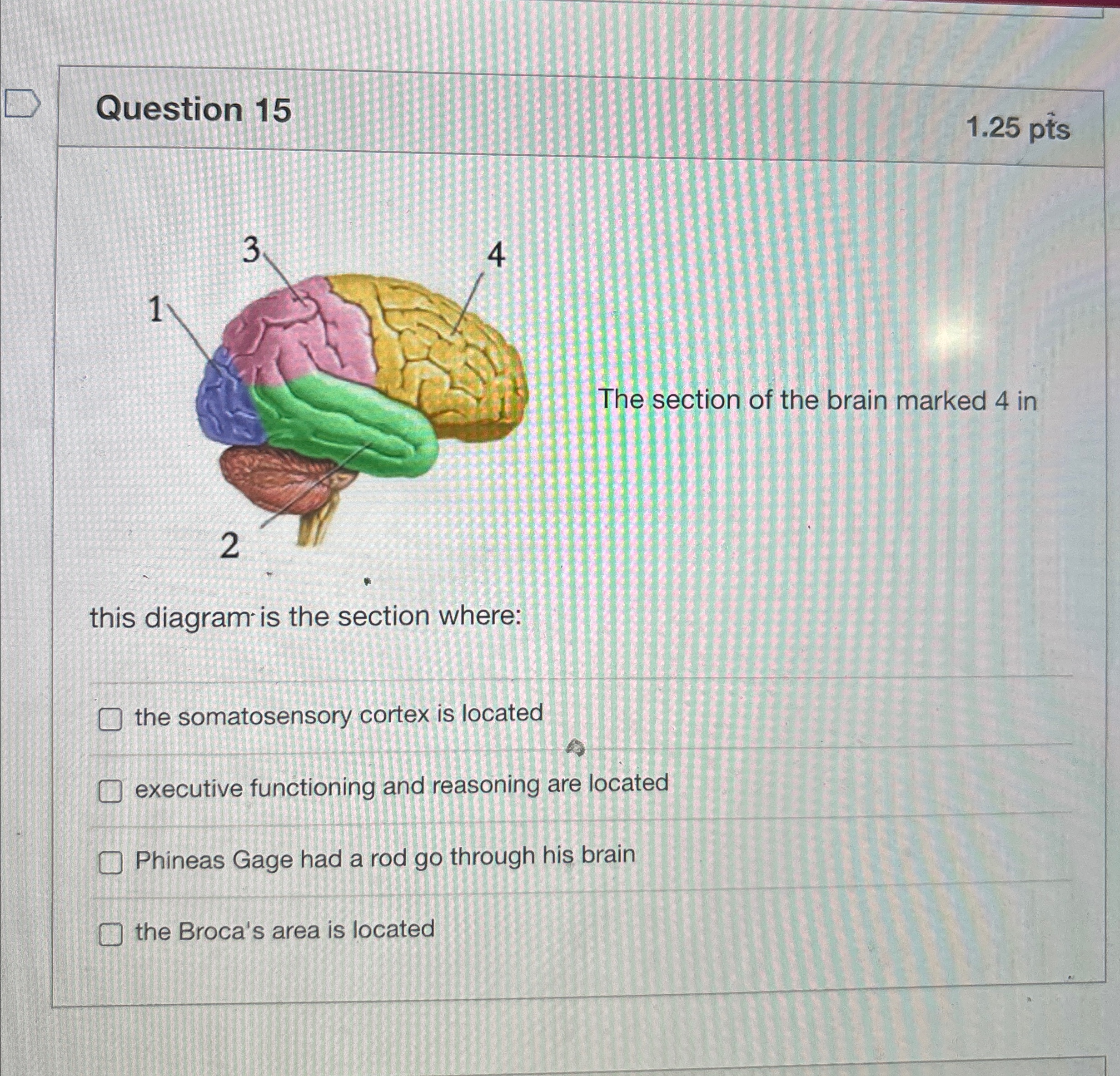 Solved Question 151.25 ﻿ptsThe section of the brain marked 4 | Chegg.com