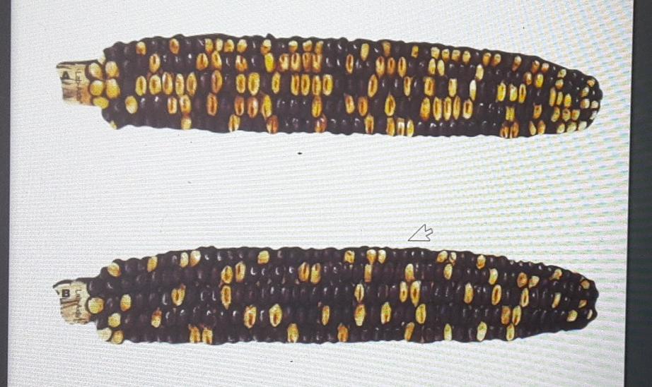 Solved z 00000 0 0 0 00 Clease 00000 00.30 8 LA 90