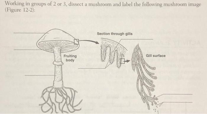mushroom diagram labeled