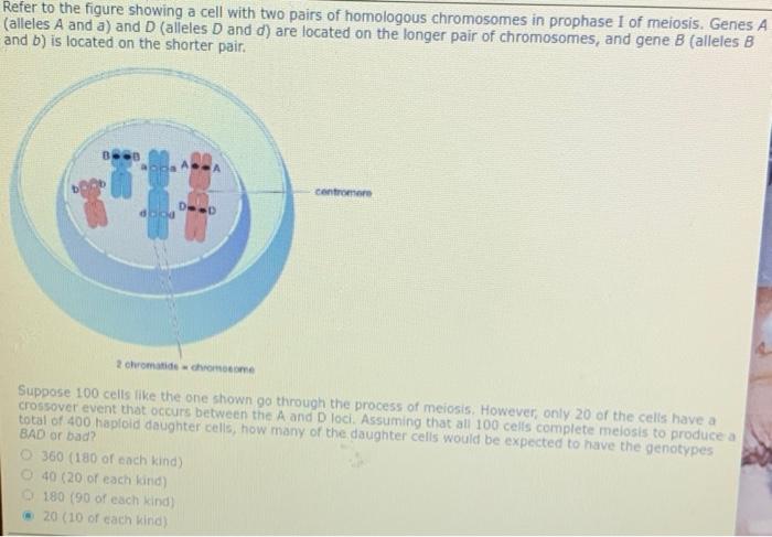 Solved - Refer to the figure showing a cell with two pairs | Chegg.com