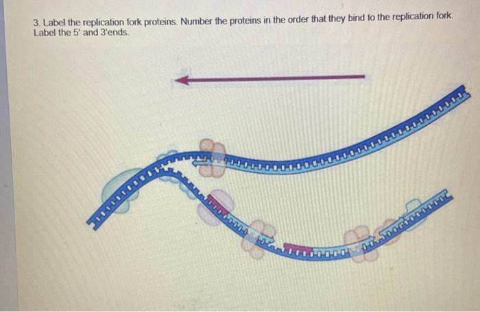Solved 3. Label the replication fork proteins. Number the | Chegg.com