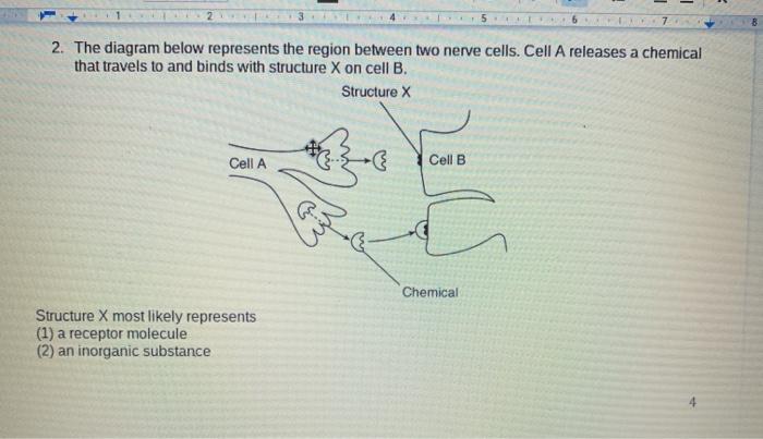 2 7 2. The diagram below represents the region between two nerve cells. Cell A releases a chemical that travels to and binds