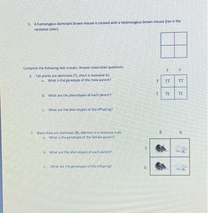 Solved Complete the following crosses: draw a Punnett square | Chegg.com