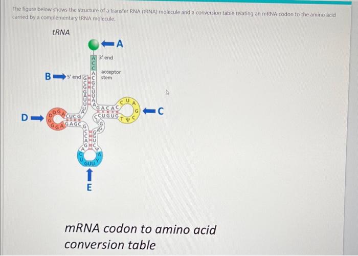 The figure below shows the structure of a transfer RNA (tRNA) molecule and a conversion table relating an mRNA codon to the a