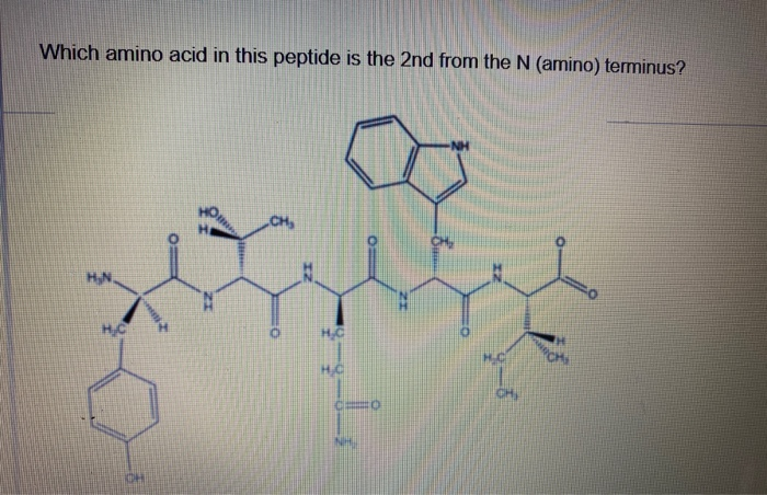 Solved Which amino acid in this peptide is the 2nd from the | Chegg.com