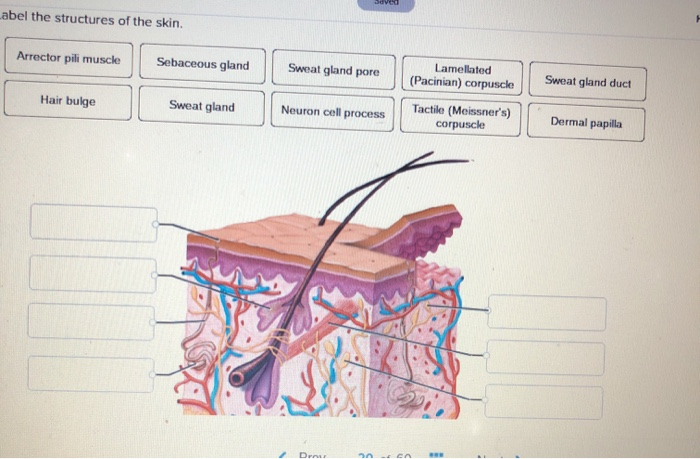 Solved Identify Accessory Structures Help Save & Submit | Chegg.com